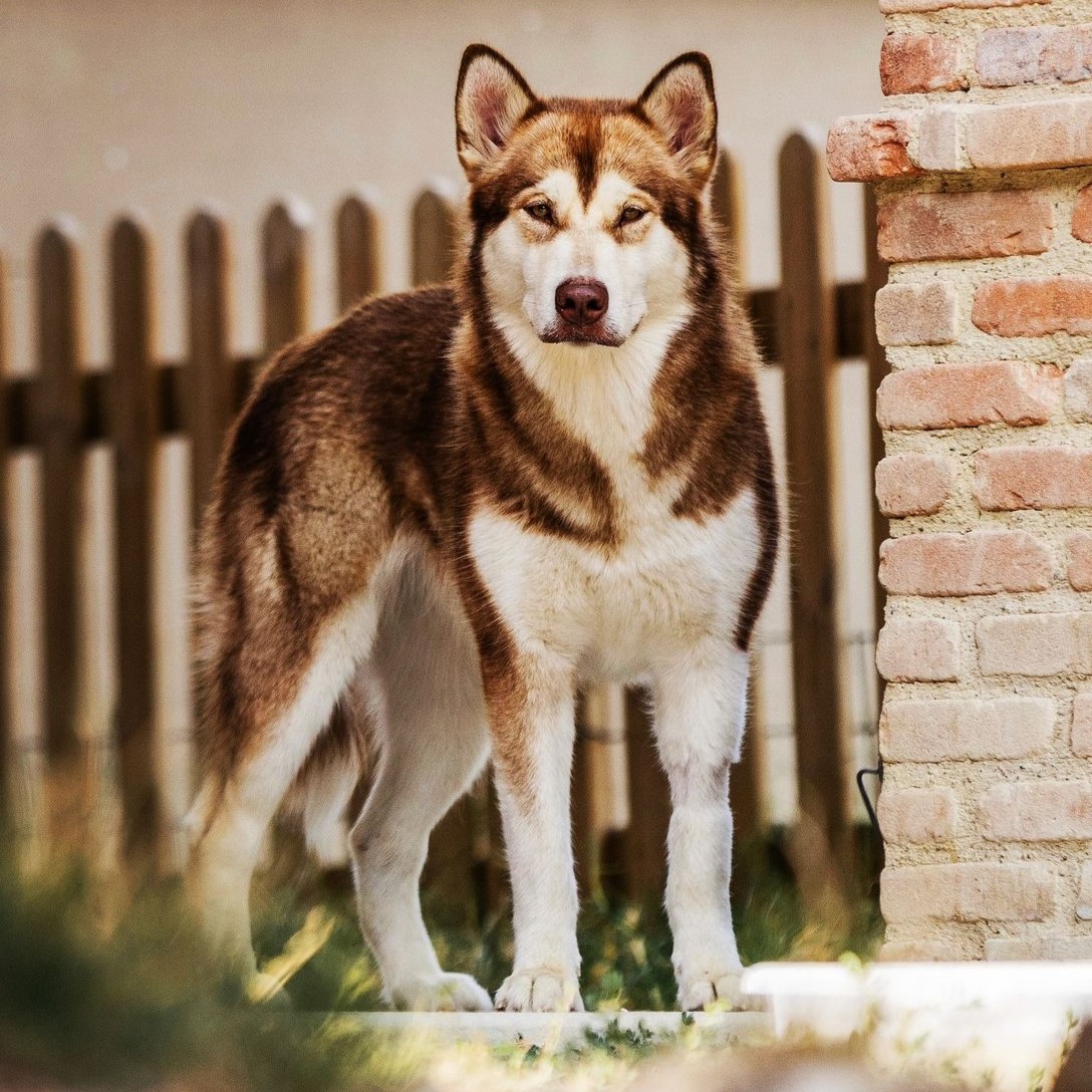 Dog photo