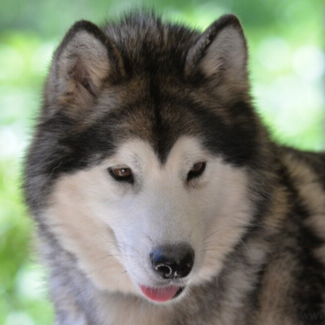 Dog photo