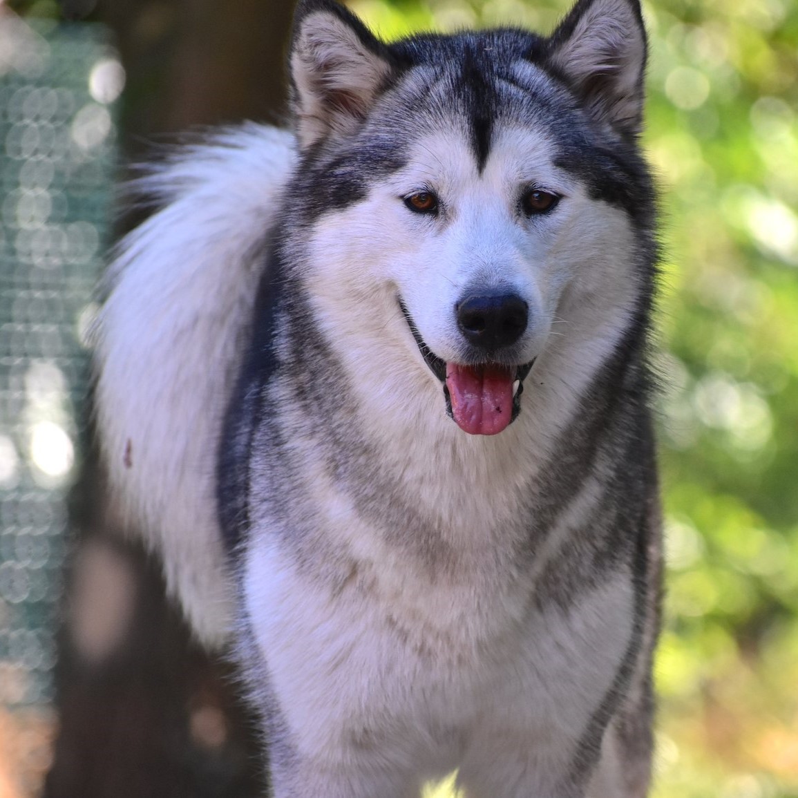 Dog photo