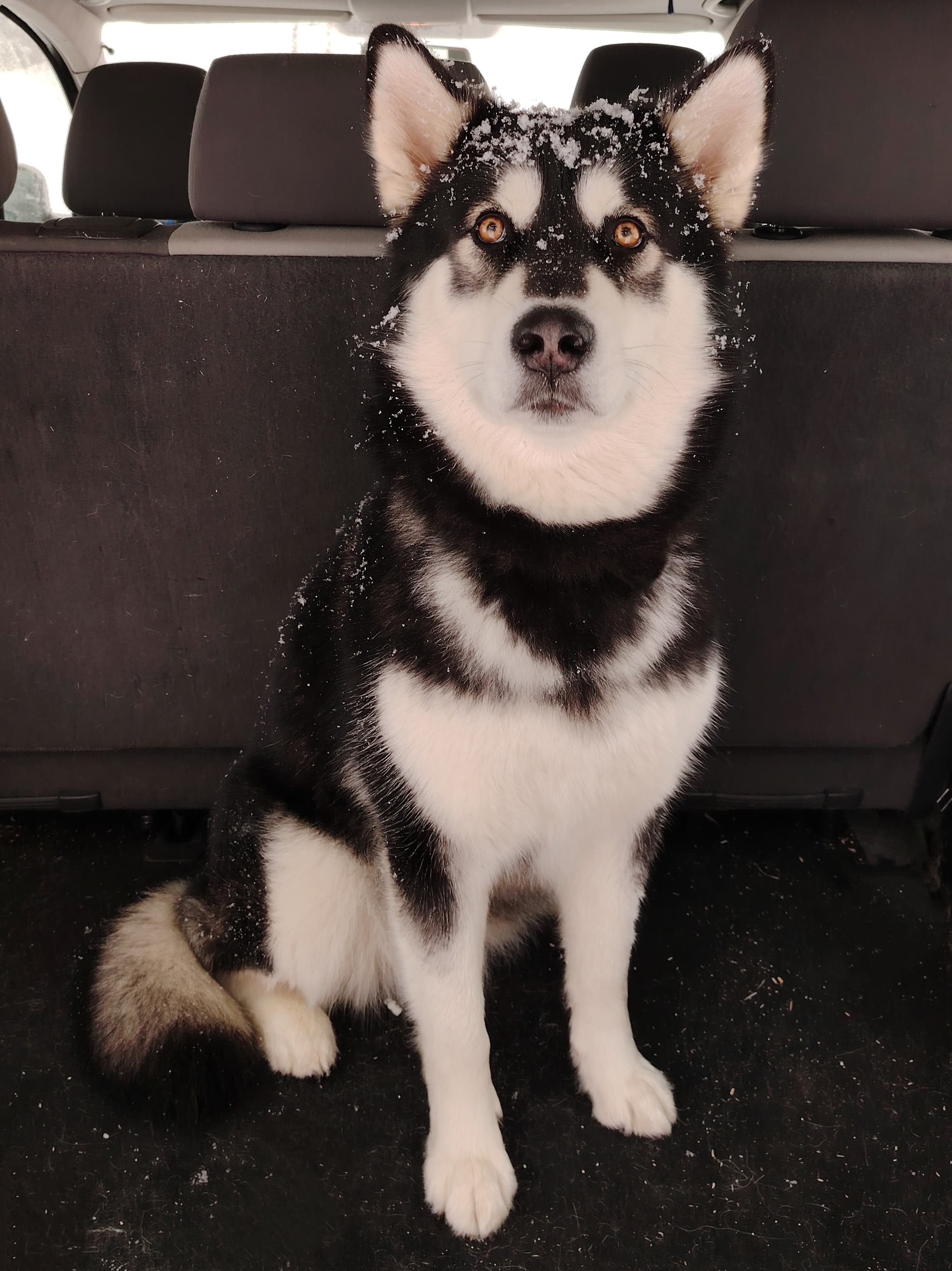Dog photo