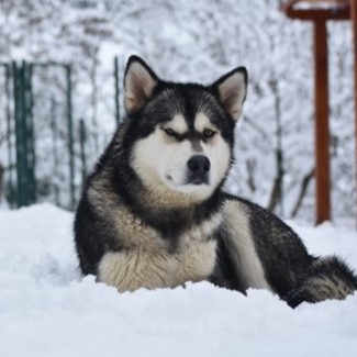 Dog photo