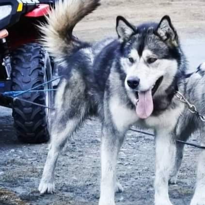 Dog photo