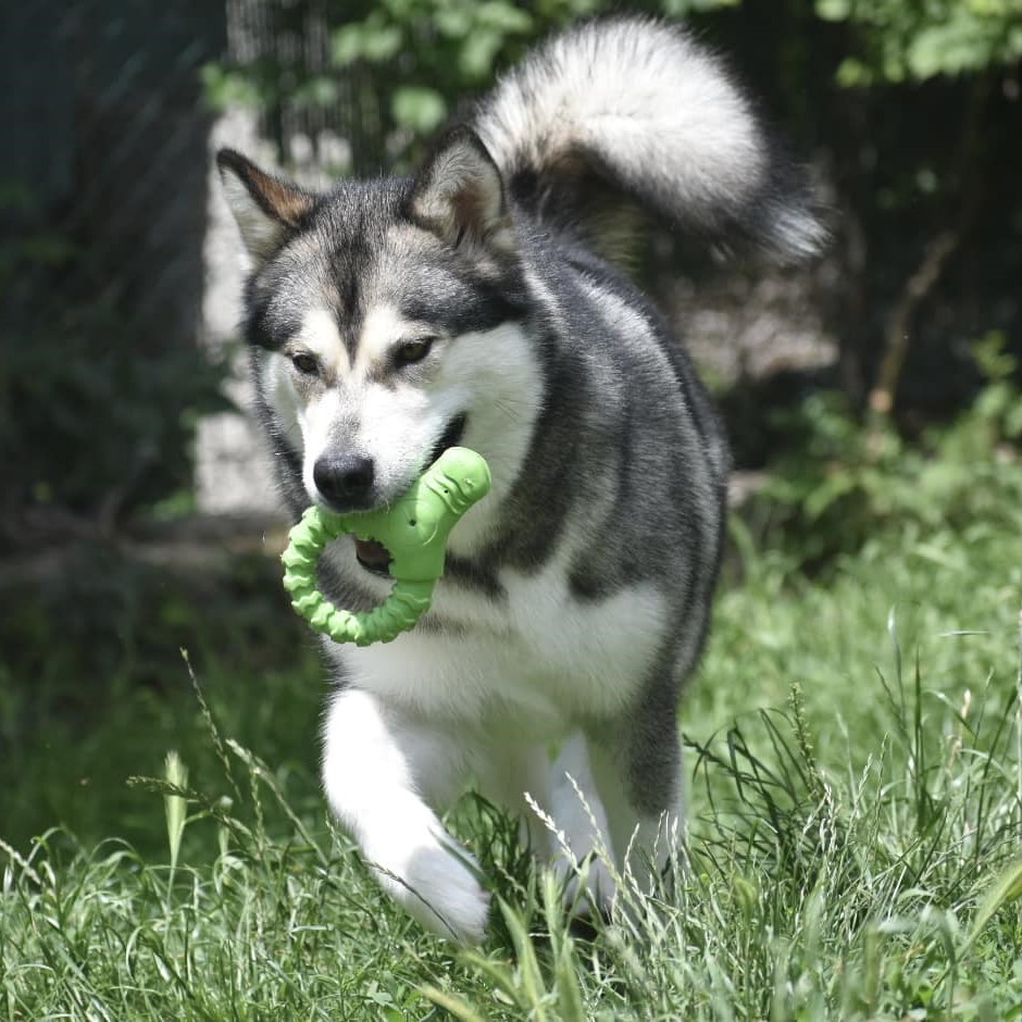 Dog photo