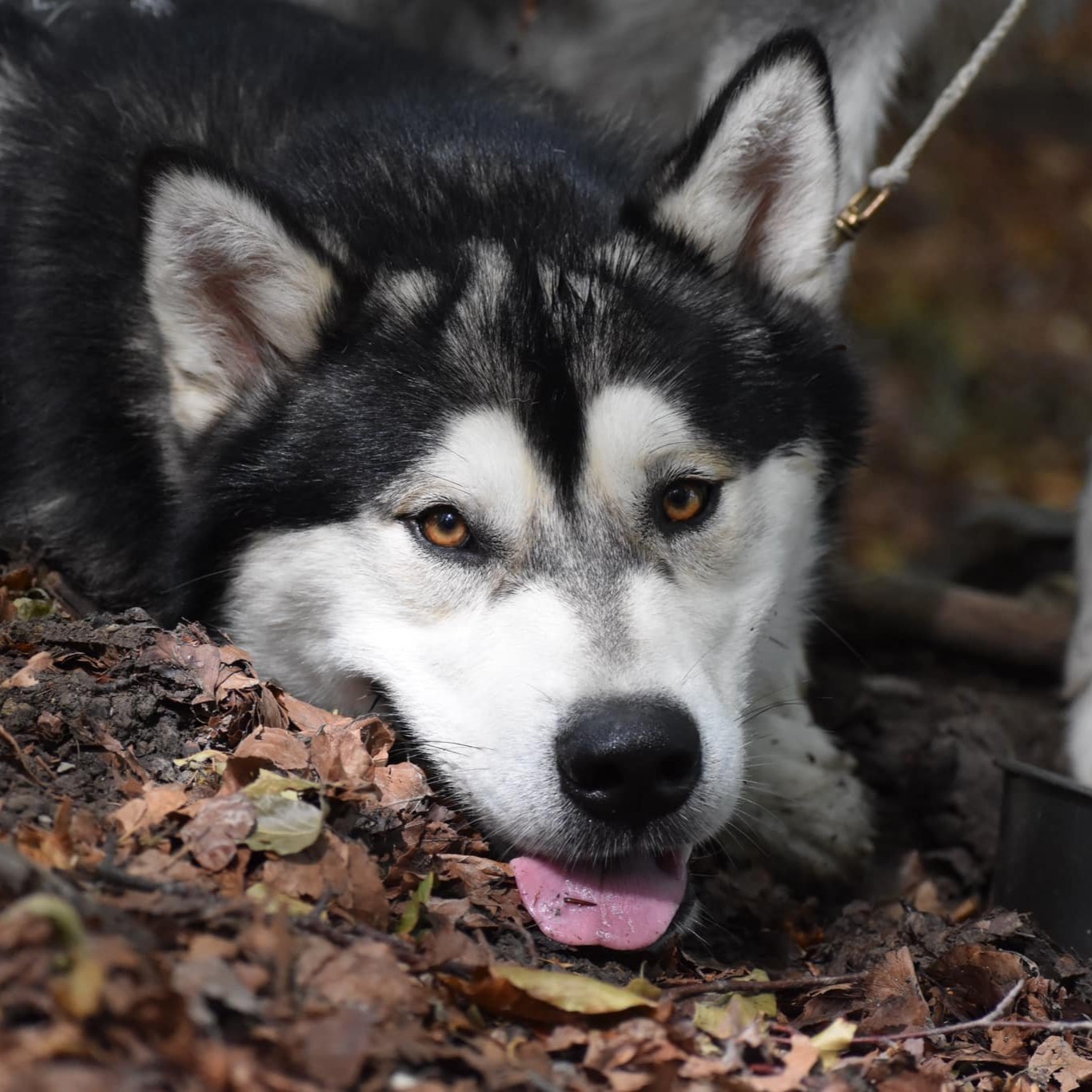 Dog photo