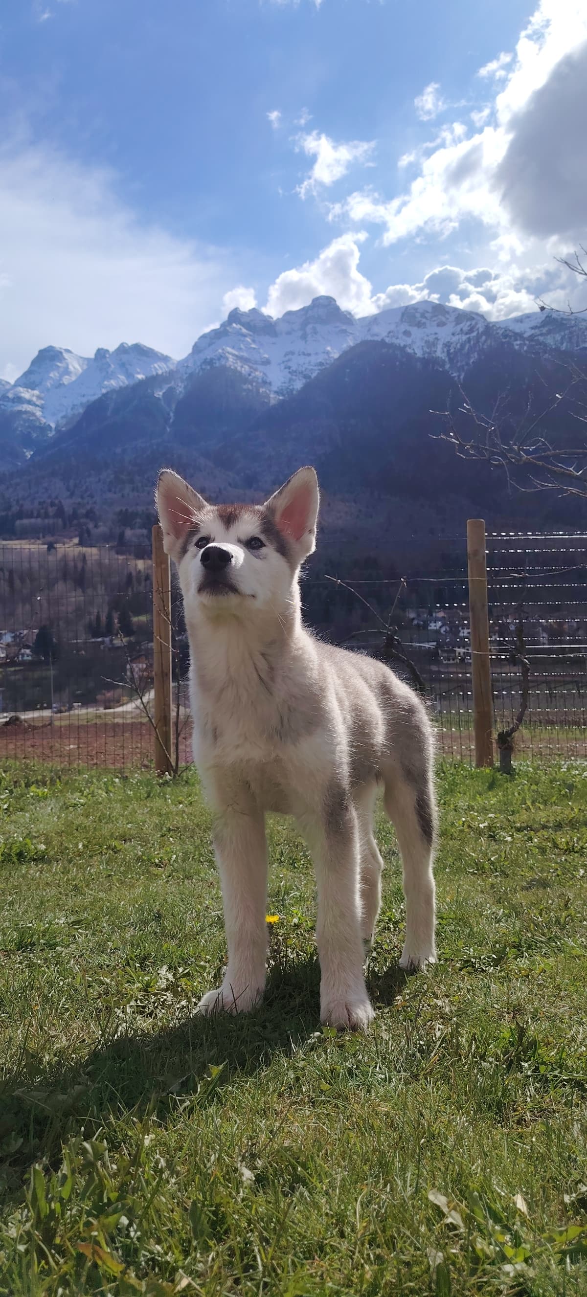 Dog photo