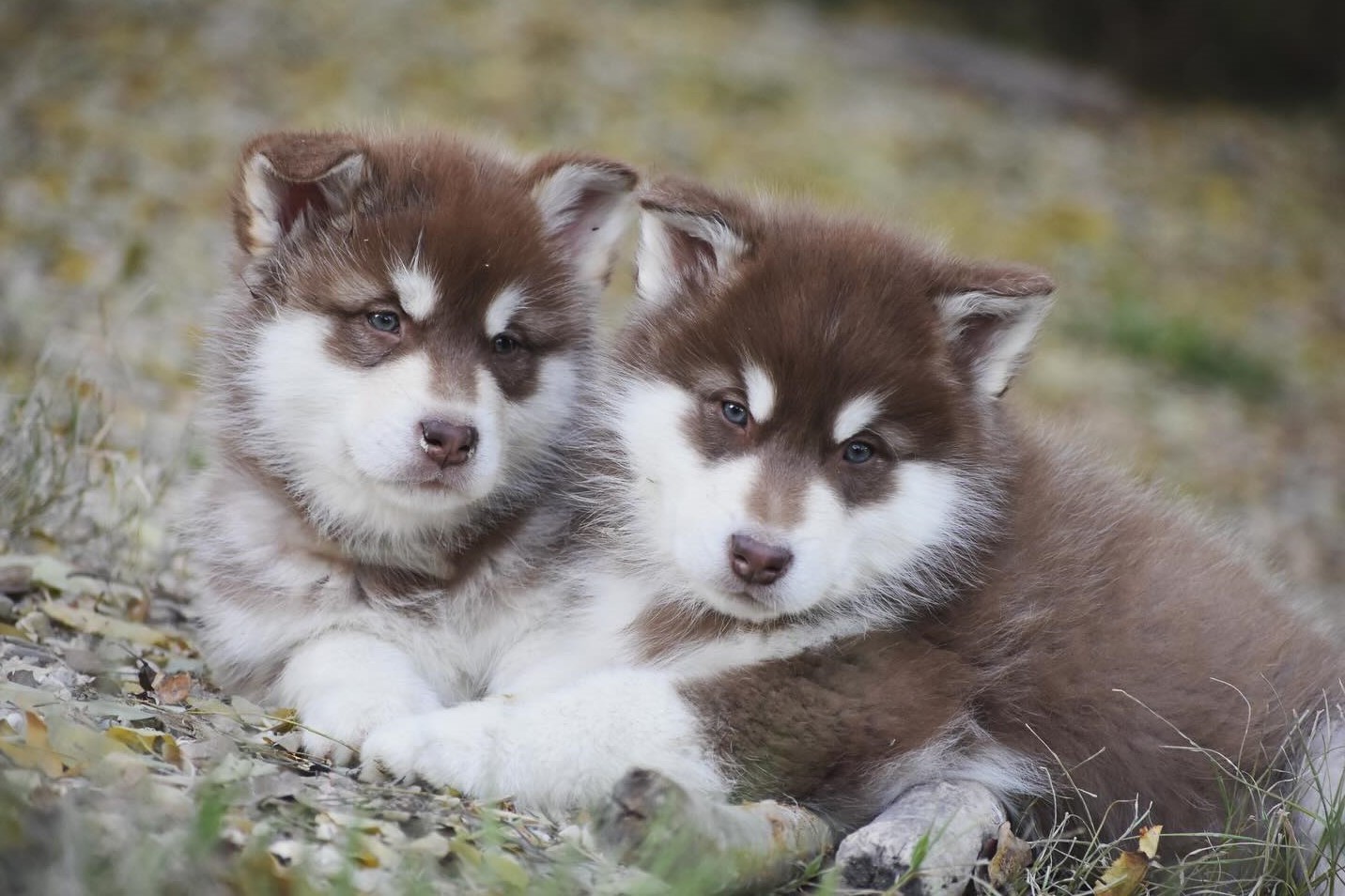 Litter Photo
