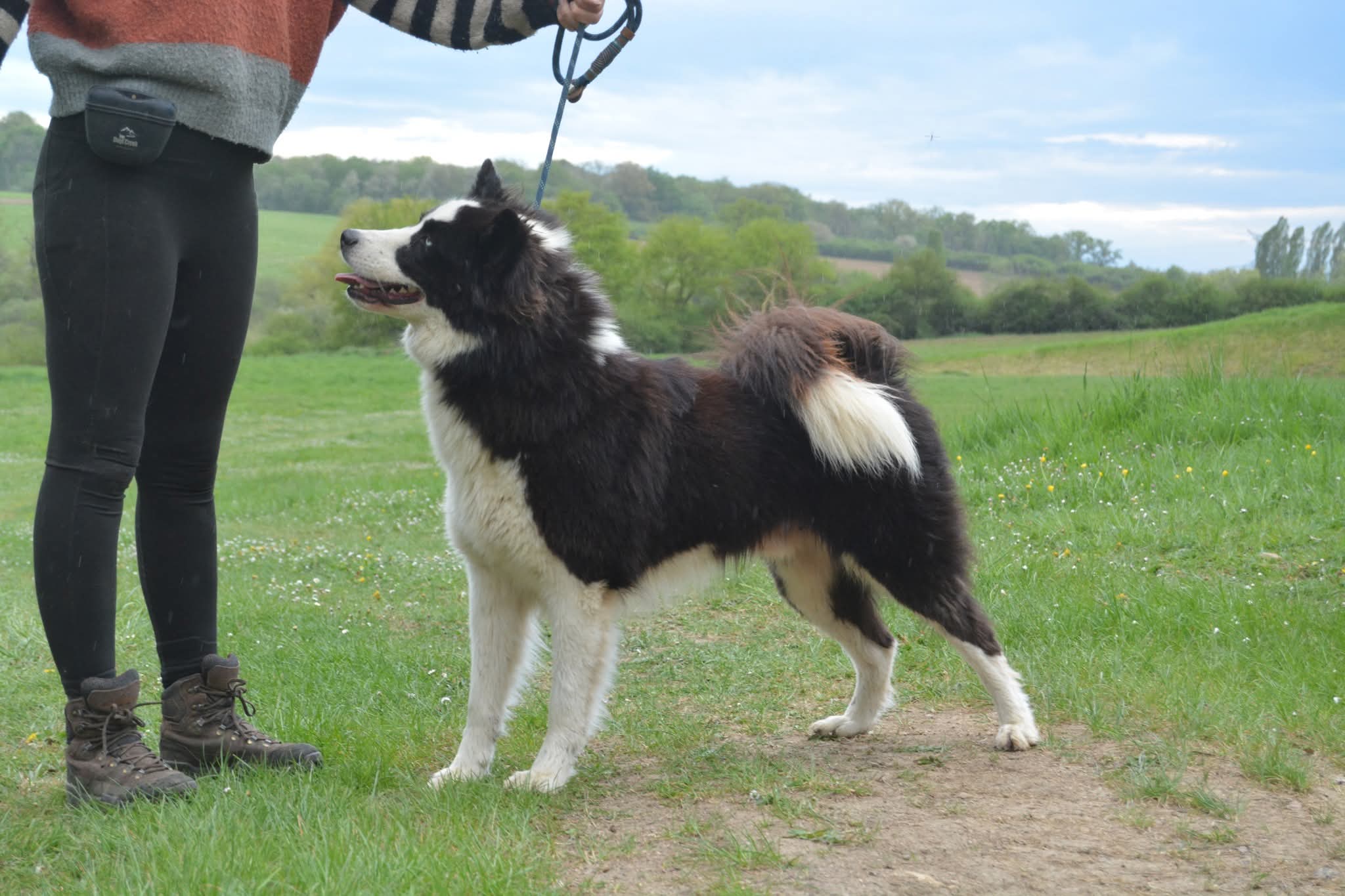 Dog photo