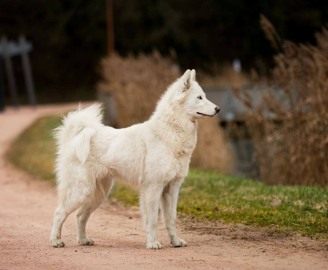 Dog photo